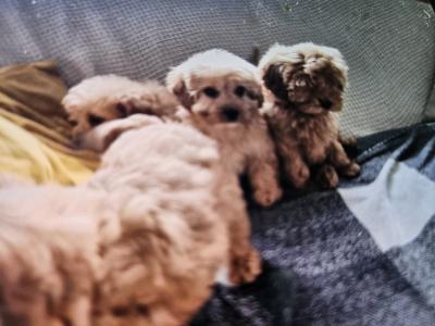 Cockapoo puppies in Limerick