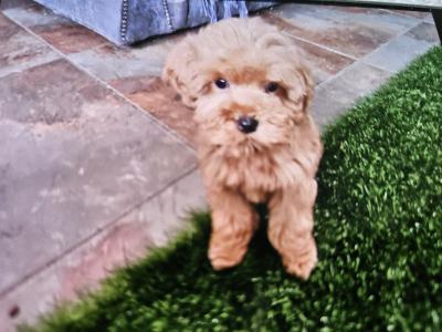 Cockapoo puppies in Limerick