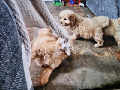 Cockapoo puppies in Limerick