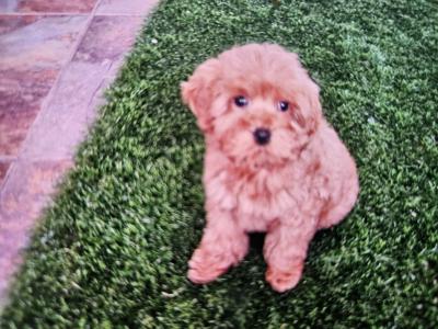 Cockapoo puppies in Limerick