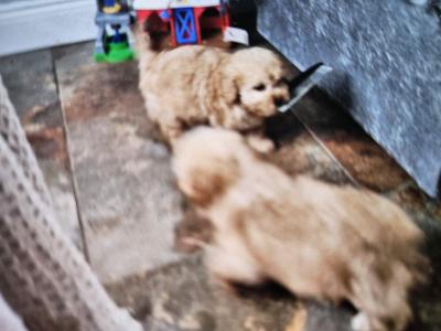 Cockapoo puppies in Limerick