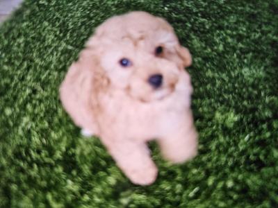 Cockapoo puppies in Limerick