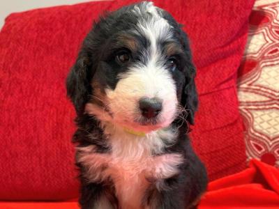 Stunning DNA health tested Bernedoodle puppies in Tyrone