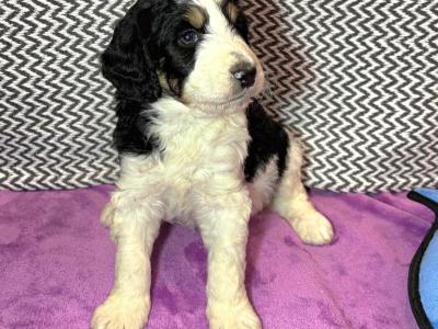 Stunning DNA health tested Bernedoodle puppies in Tyrone