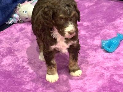 Stunning DNA health tested Bernedoodle puppies in Tyrone