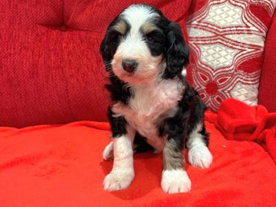 Stunning DNA health tested Bernedoodle puppies in Tyrone