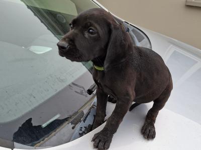 Bavarian Mountain Hound x German Shorthaired Pointer puppies in Cork