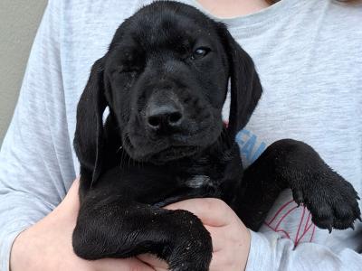 Bavarian Mountain Hound x German Shorthaired Pointer puppies in Cork