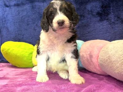 Stunning DNA health tested Bernedoodle puppies in Tyrone