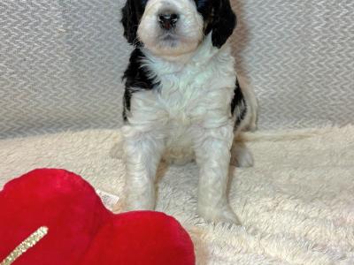 Stunning DNA health tested Bernedoodle puppies in Tyrone