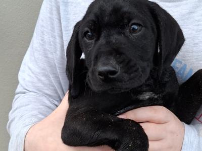 Bavarian Mountain Hound x German Shorthaired Pointer puppies in Cork