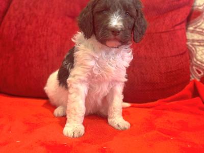 Stunning DNA health tested Bernedoodle puppies in Tyrone
