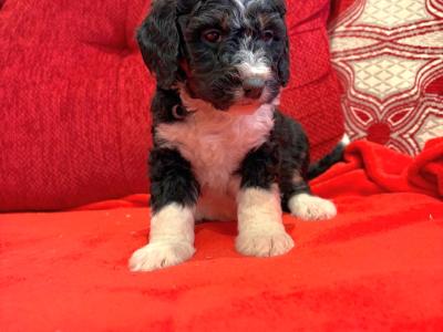 Stunning DNA health tested Bernedoodle puppies in Tyrone
