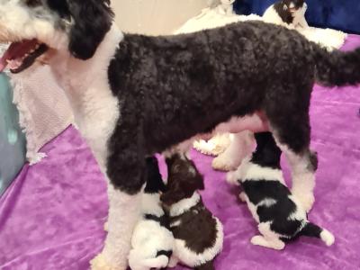 Stunning DNA health tested Bernedoodle puppies in Tyrone