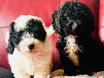 Beautiful Poochon puppies in Wexford