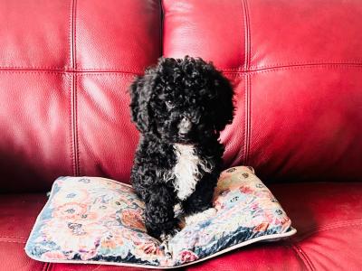 Beautiful Poochon puppies in Wexford