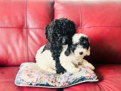 Beautiful Poochon puppies in Wexford