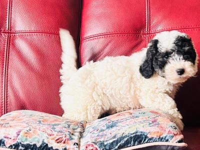 Beautiful Poochon puppies in Wexford