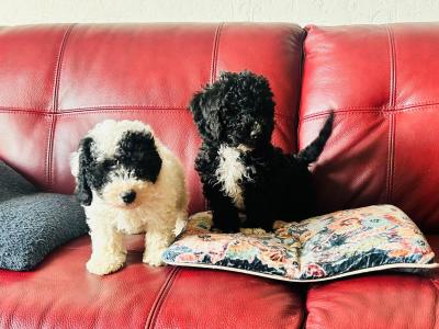 Beautiful Poochon puppies in Wexford