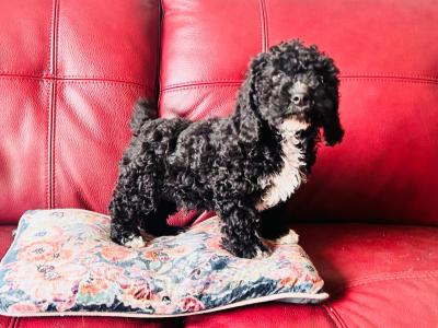 Beautiful Poochon puppies in Wexford