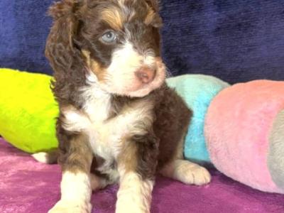 Stunning DNA health tested Bernedoodle puppies in Tyrone