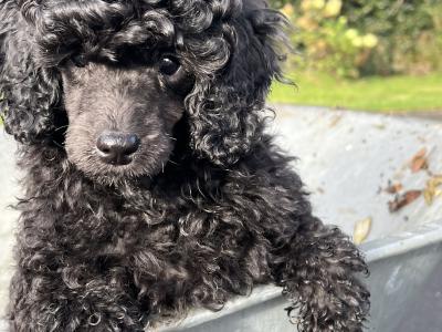 IKC Registered Show Quality miniature male Poodle puppy in Kerry