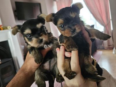 Tcup Yorkshire Terrier puppies in Limerick ✨
