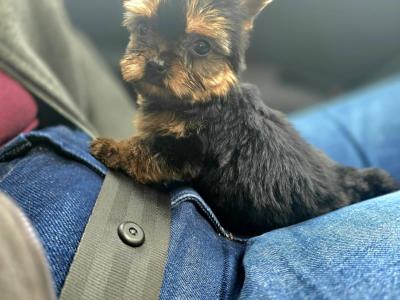 Tcup Yorkshire Terrier puppies in Limerick ✨