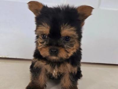Tcup Yorkshire Terrier puppies in Limerick ✨