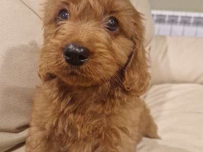 Beautiful Cockapoo puppies in Wexford