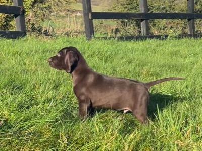 German Pointer One Male left
