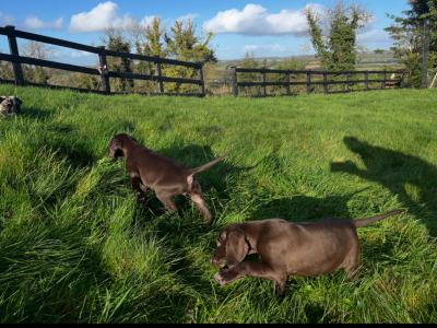 German Pointer One Male left