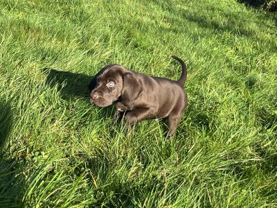 German Pointer One Male left