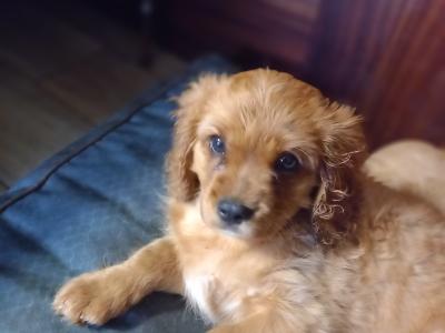 Male Cavalier King Charles Spaniel pup in Offaly