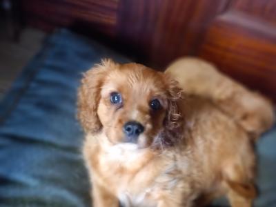 Male Cavalier King Charles Spaniel pup in Offaly