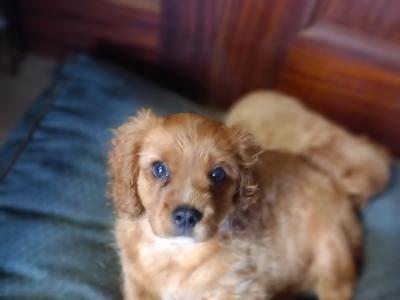 Male Cavalier King Charles Spaniel pup in Offaly