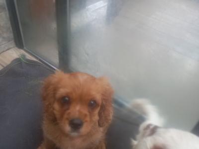 Male Cavalier King Charles Spaniel pup in Offaly