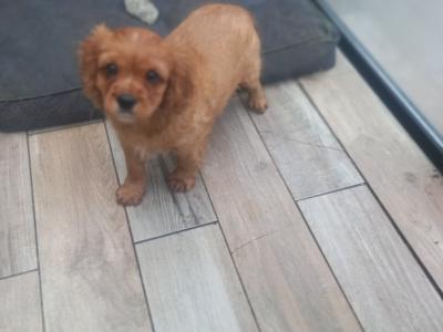 Male Cavalier King Charles Spaniel pup in Offaly