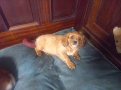 Male Cavalier King Charles Spaniel pup in Offaly