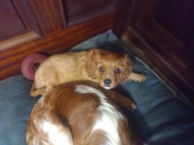 Male Cavalier King Charles Spaniel pup in Offaly