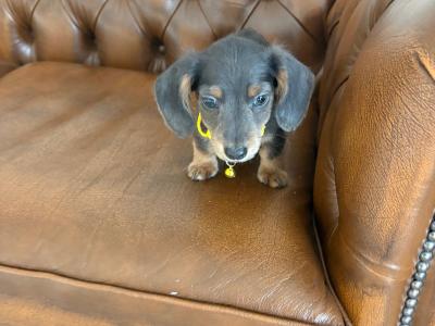 IKC Registered(pending) Miniature Dachshund puppies in Kildare