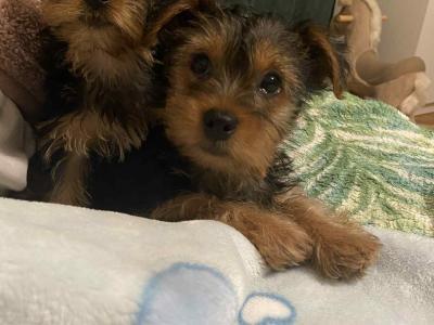 Sweet Little female Yorkshire Terrier puppy in Limerick