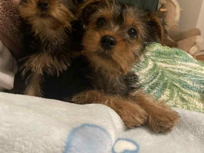 Sweet Little female Yorkshire Terrier puppy in Limerick