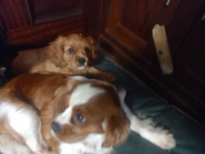 Male Cavalier King Charles Spaniel pup in Offaly