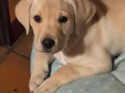 IKC Registered Labrador puppies pedigree lineage in Wexford