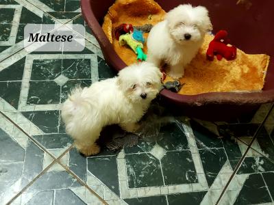 Miniature Maltese male pup left in Longford