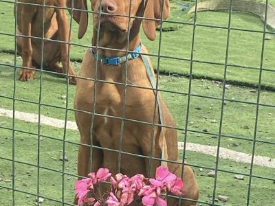 IKC Registered Hungarian Vizsla puppies in West Cork - dogs.ie