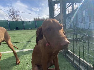 IKC Registered Hungarian Vizsla puppies in West Cork - dogs.ie
