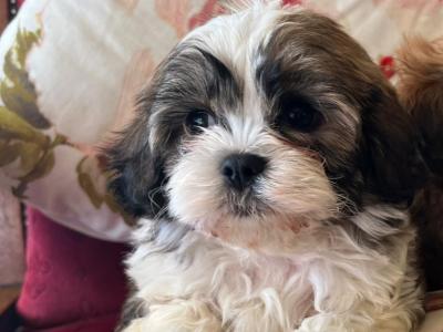 Beautiful Maltese x Shih Tzu puppies for sale in Kilkenny