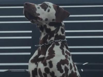Fabulous Twix Liver-spot Dalmatian for stud in Carlow